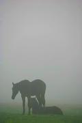 Долина нарциссов. Туманный рассвет, Закарпатская область, Природные заповедники 