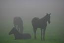 Valley of narcissus. Horses, Zakarpattia Region, Natural Reserves 