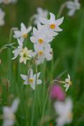 Valley of narcissus. Narcissus narrow-leaf, Zakarpattia Region, Natural Reserves 