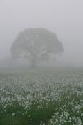 Valley of narcissus. Field of narcissus in fog, Zakarpattia Region, Natural Reserves 