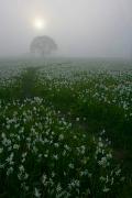 Valley of narcissus. Trail of rising sun, Zakarpattia Region, Natural Reserves 