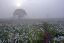 Valley of narcissus. Rising sun over narcissus, Zakarpattia Region, Natural Reserves 