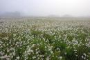 Valley of narcissus. Carpet of narcissus, Zakarpattia Region, Natural Reserves 