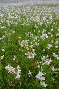 Valley of narcissus. Sea of narcissus , Zakarpattia Region, Natural Reserves 