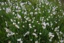 Valley of narcissus. Wave of narcissus, Zakarpattia Region, Natural Reserves 