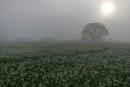 Valley of narcissus. Foggy landscape, Zakarpattia Region, Natural Reserves 