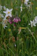 , Gebiet Sakarpatje,  die nat?rlichen Naturschutzgebiete
