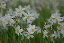 Valley of narcissus. Snowy six-leaf, Zakarpattia Region, Natural Reserves 