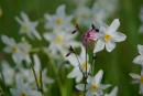 Valley of narcissus. Friend, usually in pink, Zakarpattia Region, Natural Reserves 