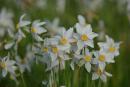 Valley of narcissus. Narcissus narrow-leaf, Zakarpattia Region, Natural Reserves 