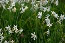 Valley of narcissus. Flowers of Red Book, Zakarpattia Region, Natural Reserves 