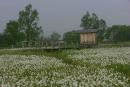 Valley of narcissus. Ladder, Zakarpattia Region, Natural Reserves 