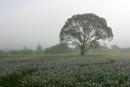 Valley of narcissus. Mist rises, Zakarpattia Region, Natural Reserves 