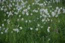 Valley of narcissus. Carpathian narcissus, Zakarpattia Region, Natural Reserves 