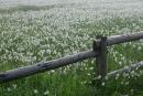 Valley of narcissus. Flowers erupt over fence, Zakarpattia Region, Natural Reserves 