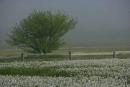 Valley of narcissus. Border of area?, Zakarpattia Region, Natural Reserves 