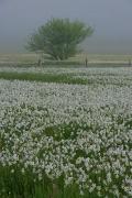 Valley of narcissus. Narcissus horde, Zakarpattia Region, Natural Reserves 