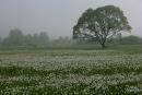 Valley of narcissus. White carpet of narcissus, Zakarpattia Region, Natural Reserves 