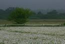 Valley of narcissus. Narcissus sea and promenade, Zakarpattia Region, Natural Reserves 