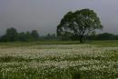 Valley of narcissus. Beauty of reserve branch, Zakarpattia Region, Natural Reserves 