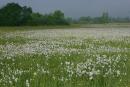 Valley of narcissus. Border of narcissus sea, Zakarpattia Region, Natural Reserves 