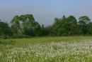 Valley of narcissus. Narcissus surf, Zakarpattia Region, Natural Reserves 