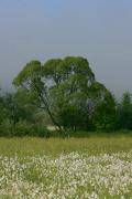 Valley of narcissus  one of branches of reserve, Zakarpattia Region, Natural Reserves 