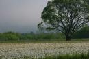 Trees, shrubs and valley of narcissus, Zakarpattia Region, Natural Reserves 