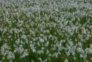 Valley of narcissus. White petals of narcissus, Zakarpattia Region, Natural Reserves 