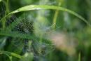 Valley of narcissus. Saliva and tears spider, Zakarpattia Region, Natural Reserves 