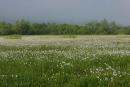 Долина нарцисів. Квіти майже до горизонту, Закарпатська область, Природні заповідники 