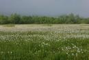 Valley of narcissus. Flowers nearly to horizon, Zakarpattia Region, Natural Reserves 