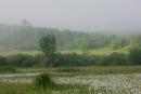 Valley of narcissus. Bay of narcissus sea, Zakarpattia Region, Natural Reserves 