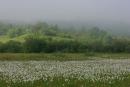 Valley of narcissus. White band of narcissus, Zakarpattia Region, Natural Reserves 