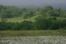 Valley of narcissus. Mounds of valley, Zakarpattia Region, Natural Reserves 