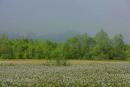 Valley of narcissus. Silhouettes of natural beauty, Zakarpattia Region, Natural Reserves 