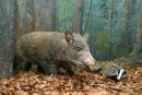 Museum of Carpathian Reserve. Boar family, Zakarpattia Region, Museums 