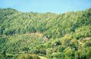 Kostylivka. Forest border village of Tisa, Zakarpattia Region, Natural Reserves 