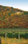 Muzhievo. Vineyard Beregove hills, Zakarpattia Region, Geological sightseeing 