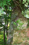 Nevytske. 10-meter column of volcanic tuff, Zakarpattia Region, Geological sightseeing 