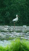 Nevytske. Stork in rocky riverbed Uzh, Zakarpattia Region, Rivers 