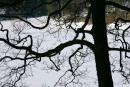 НПП Синевир. Древо на фоні замерзлої гладі озера, Закарпатська область, Національні природні парки 