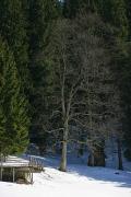 Reserve Synevyr. Captain bridge Synevyr, Zakarpattia Region, National Natural Parks 