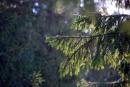 Reserve Synevyr. Spruce paw, Zakarpattia Region, National Natural Parks 