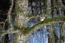 Reserve Synevyr. Spruce logs, Zakarpattia Region, National Natural Parks 