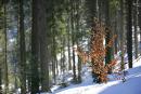 Reserve Synevyr. Autumn greetings, Zakarpattia Region, National Natural Parks 