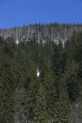 Reserve Synevyr. Carpathian spruce forest, Zakarpattia Region, National Natural Parks 