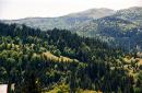 Uzhanskyi Reserve. Coniferous-deciduous carpet, Zakarpattia Region, National Natural Parks 