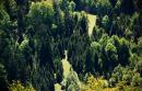 Uzhanskyi Reserve. Carpathian forest set, Zakarpattia Region, National Natural Parks 