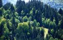 Uzhanskyi Reserve. Tops of Carpathian trees, Zakarpattia Region, National Natural Parks 